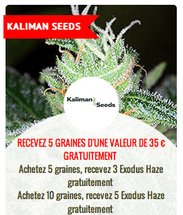promo sur les graines kaliman seeds